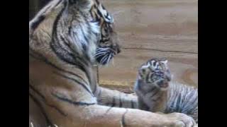 Download lagu Tiger Cub Day 30 - Grooming by Mom