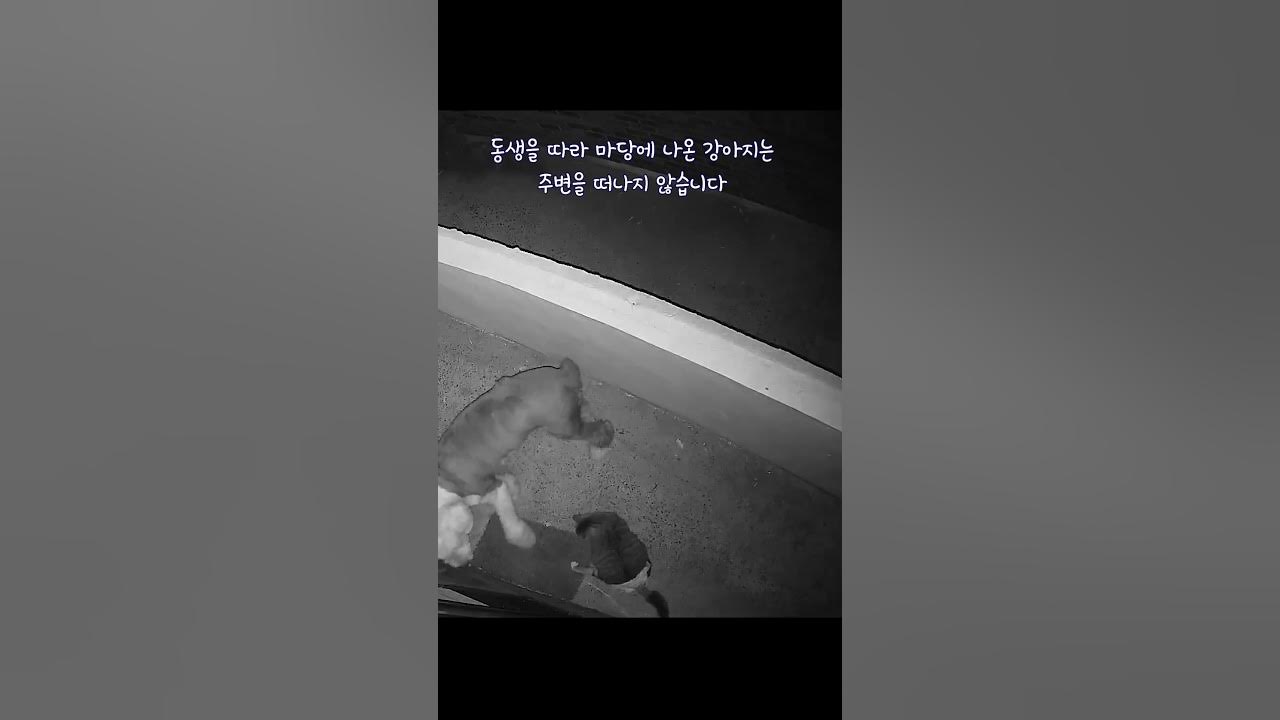 cctv-country-cafe-log-with-cat-and-dog