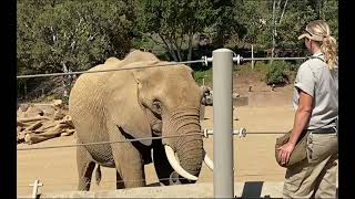 I'm a Wildlife Care Specialist and... by San Diego Zoo Safari Park 4,480 views 2 years ago 1 minute, 15 seconds