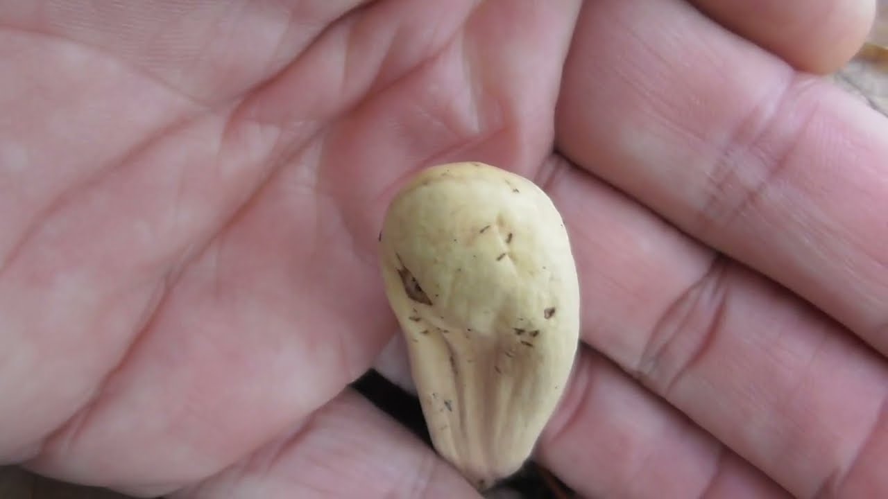 An edible and medicinal fungus, pestle-shaped Coral mushroom, Clavariadelphus pistillaris