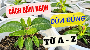 Hoa dừa đứng siêu bông/ Cách bấm ngọn (Từ A - Z)/How To Care for Vinca Flowers