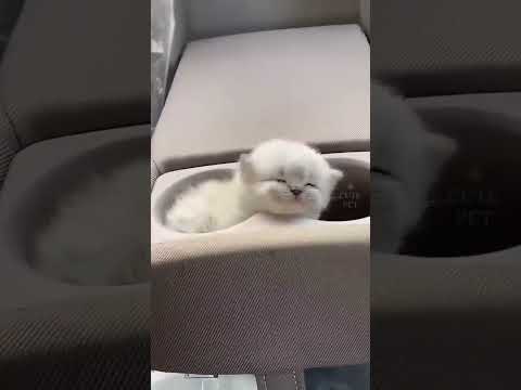 gatos tiernos
