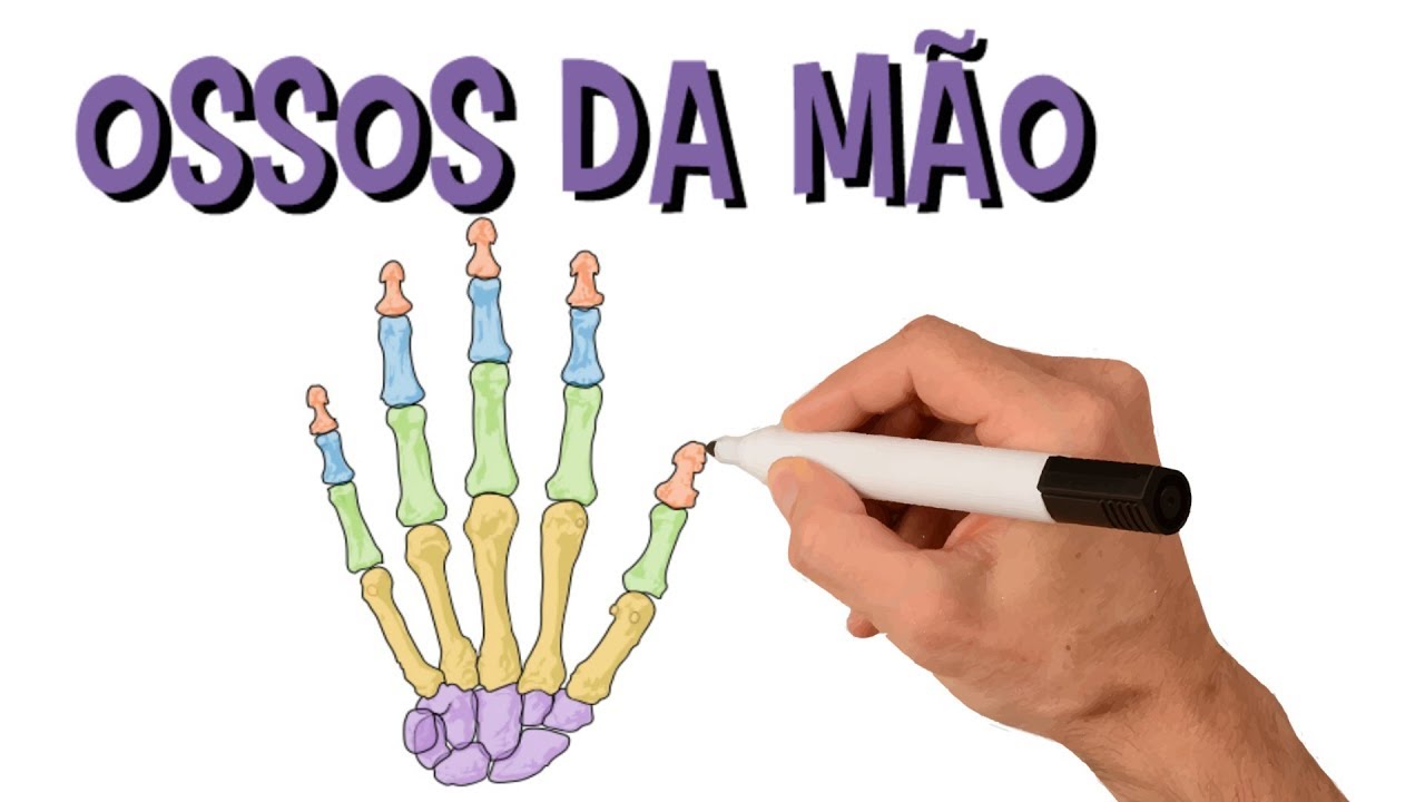 手骨 系统 Aula De Anatomia
