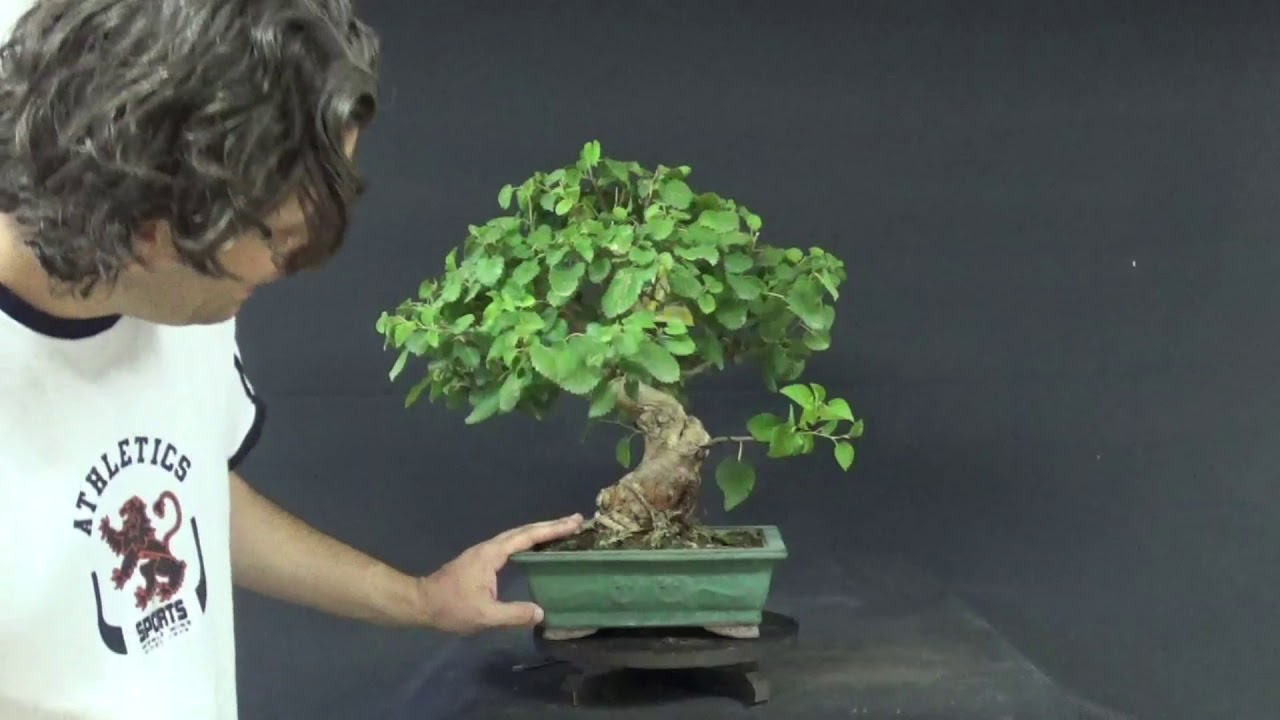 Venta bonsais 21/08/2018