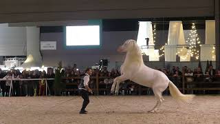 Spectacle équestre au CHI de Genève 2024 @grandangleHD