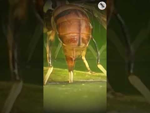 Video: Apa Itu Lalat Pantai: Tips Mengontrol Lalat Pantai di Rumah Kaca