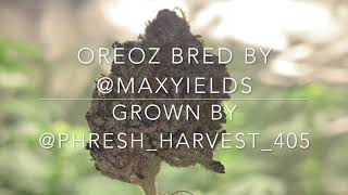 STONEDGROWER EP1 - Q & A + MORE
