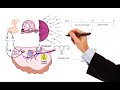 Pharmacology – MENSTRUAL CYCLE AND HORMONAL CONTRACEPTIVES (MADE EASY)