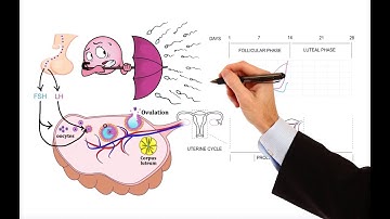 Pharmacology – MENSTRUAL CYCLE AND HORMONAL CONTRACEPTIVES (MADE EASY)