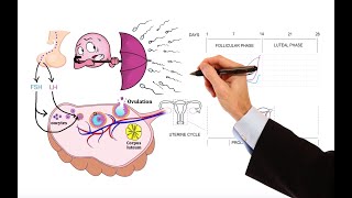 Pharmacology - MENSTRUAL CYCLE AND HORMONAL CONTRACEPTIVES (MADE EASY)