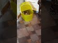 Как кошка хочет гулять🐈