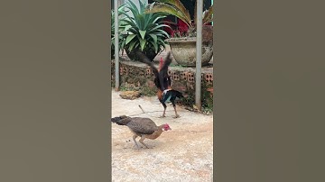 Gà Rừng Mồi F2 Gáy