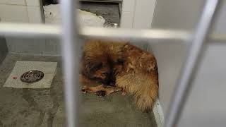 acs A677203