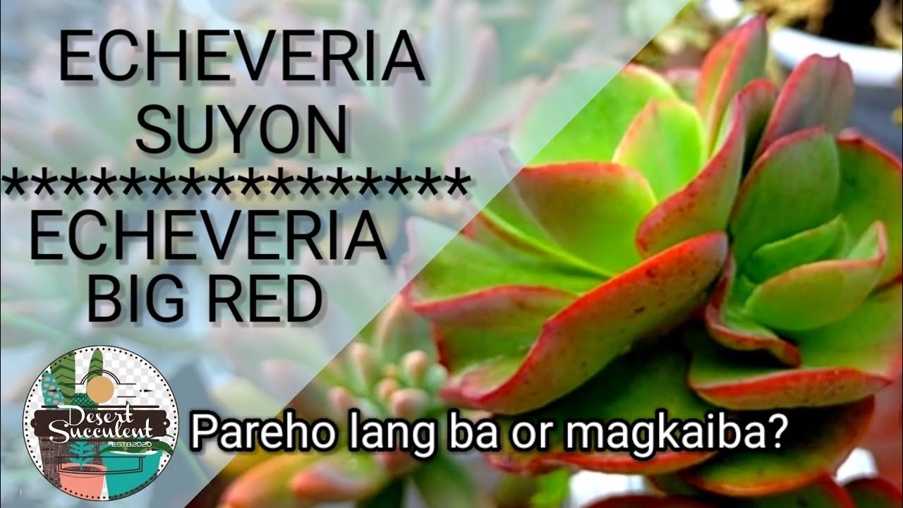 73/100 Echeveria Suyon Succulent & Echeveria Big Red vs Echeveria Kissing Care guide & comparison