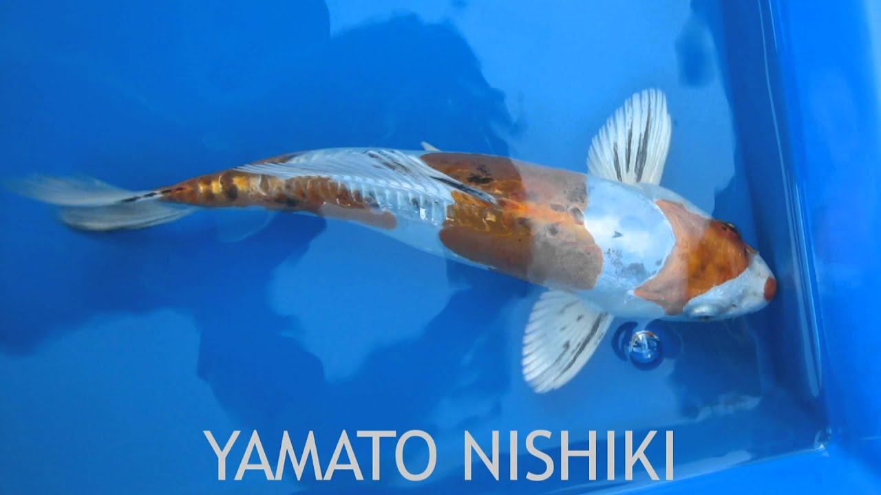 Koi Fish Varieties - YouTube