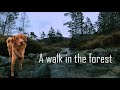 A walk in the forest with Louie - Nova scotia duck tolling retriever - Bergen