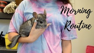 Morning Routine With Two Chinchillas