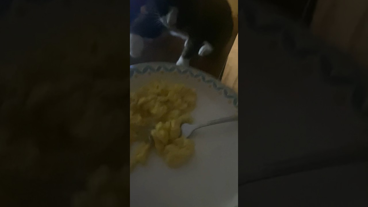 Greedy Paws🐾Ep.2 ”THIEF Loop”