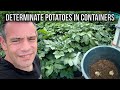 Ultimate Potato Guide: Master Container Growing for an Unbelievable Early Harvest!