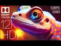 12K HDR 120fps Dolby Vision™ Demo | Vibrant Wildlife