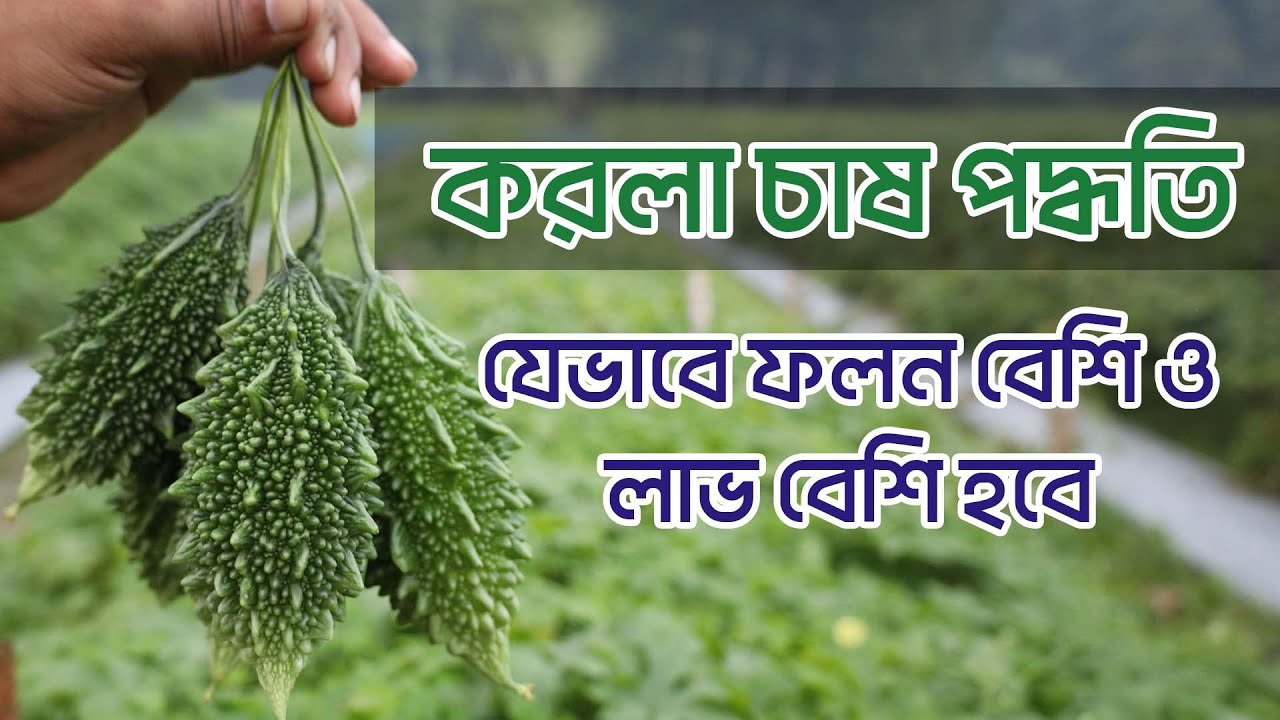 করলা চাষ পদ্ধতি যেভাবে ফলন বেশি এবং লাভ বেশি