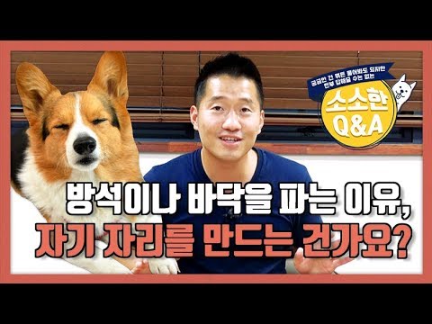 [Hunter Kang’s Q&A] Does my dog create his own place by digging on a cushion or the ground?