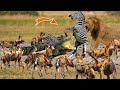 Fighting Zebra vs Crocodile, Lion &amp; Wild Dog | Fighting For Survival Never ends