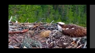SUARA BURUNG ELANG MARAH KARENA ANAKNYA DI GANGGU!!