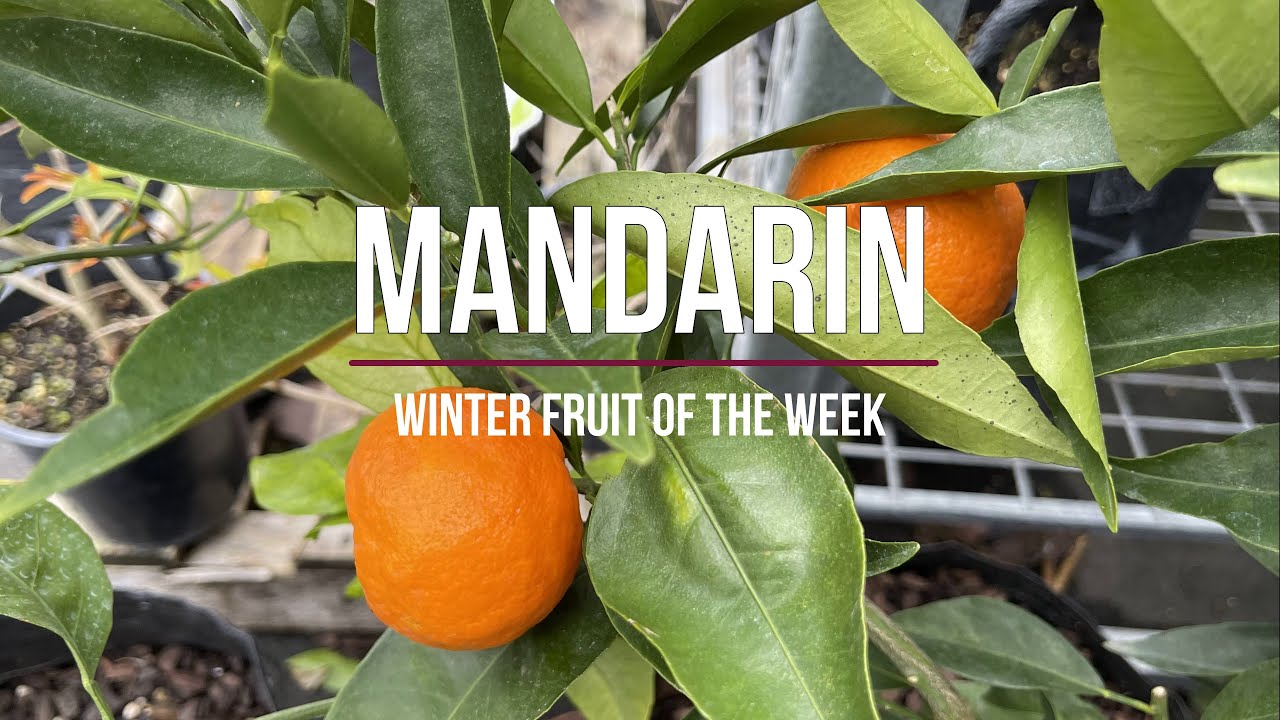 Mandarin - Which one to choose - We taste test four popular Mandarins to find the best one.