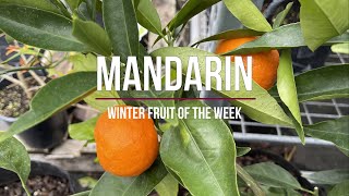 Download Lagu Mandarin - Which one to choose - We taste test four popular Mandarins to find the best one. MP3