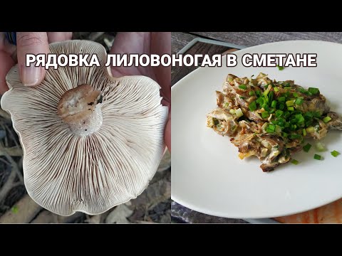 ЧТО ПРИГОТОВИТЬ ИЗ РЯДОВКИ ЛИЛОВОНОГОЙ? ЖАРЕНЫЕ СИНЕНОЖКИ В СМЕТАНЕ