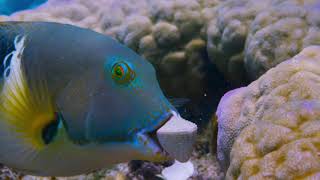 Harlequin Tuskfish breaks a Clam / Choerodon fasciatus rompe una Almeja