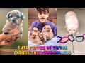 Cute Puppies of TikTok - Choose their own collars