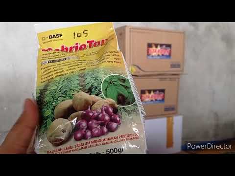 Video: Apakah yang menjadikan kentang sebagai batang yang diubah suai?