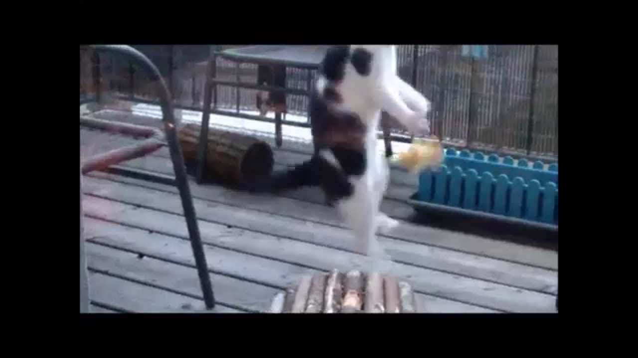 Katze Sanny spielt mit der Baldrian Ente am Balkon ;-)