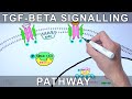 TGF Beta Signalling Pathway