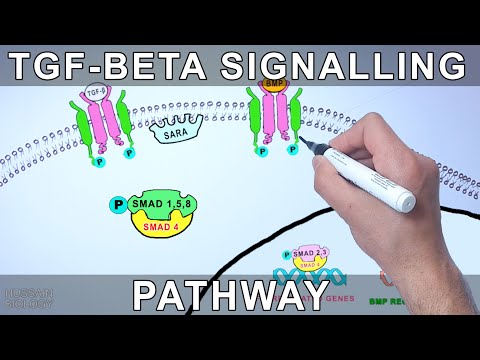 Vidéo: Rôles Des Smads De Signalisation TGFβ Dans Le Carcinome épidermoïde