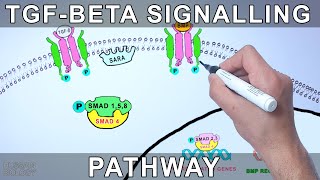 TGF Beta Signalling Pathway screenshot 1