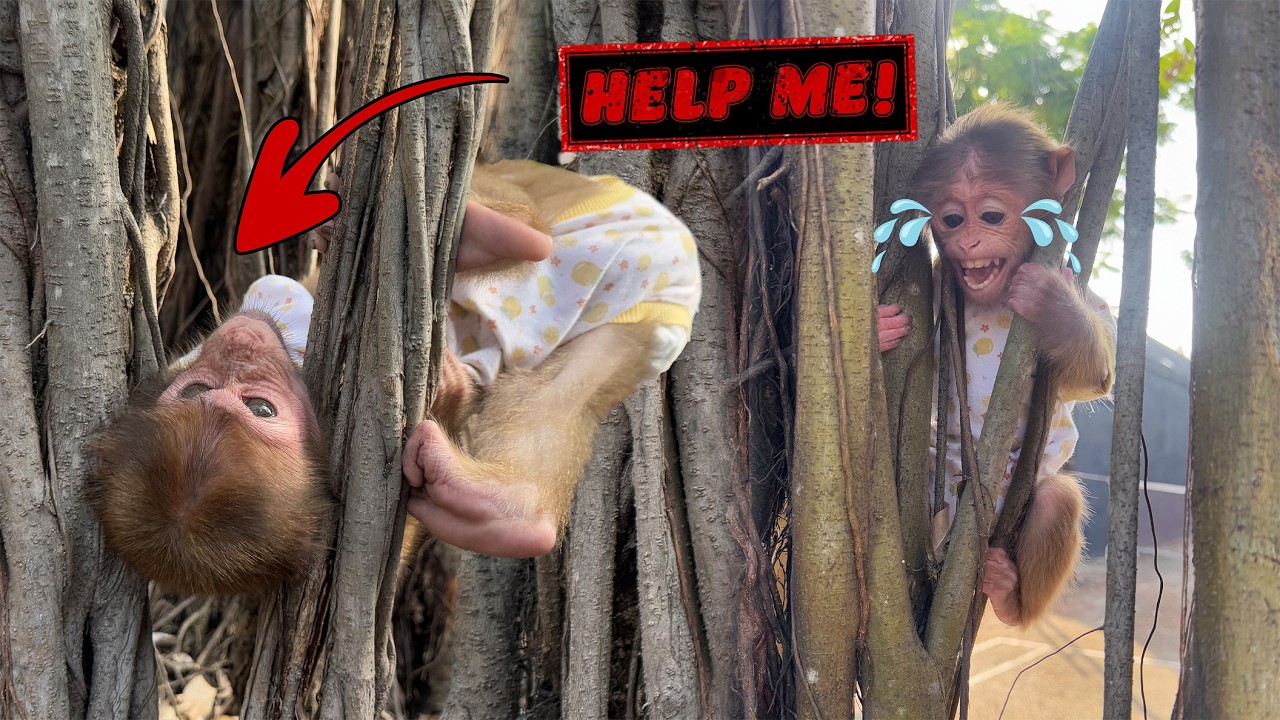 What happened Lucky and Sunny had an incident that left Mom extremely worried!