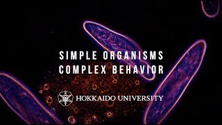 Simple Organisms. Complex Behaviors.