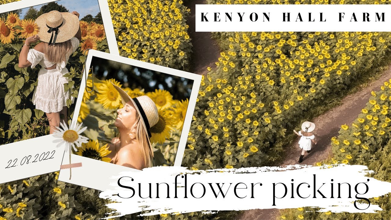 SUNFLOWER PICKING VLOG | Manchester | Kenyon Hall Farm 2022