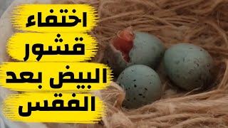 اين تختفي قشور البيض بعد فقس الفراخ في العش