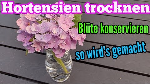 Hortensien Blüten trocknen und konservieren - So Blüte haltbar machen