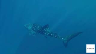 OCEANS7VEN: Below the Surface | Shark Loop with Tension & Depth