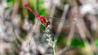 Dragonfly DSCF4444 FUJIFILM X S10 V