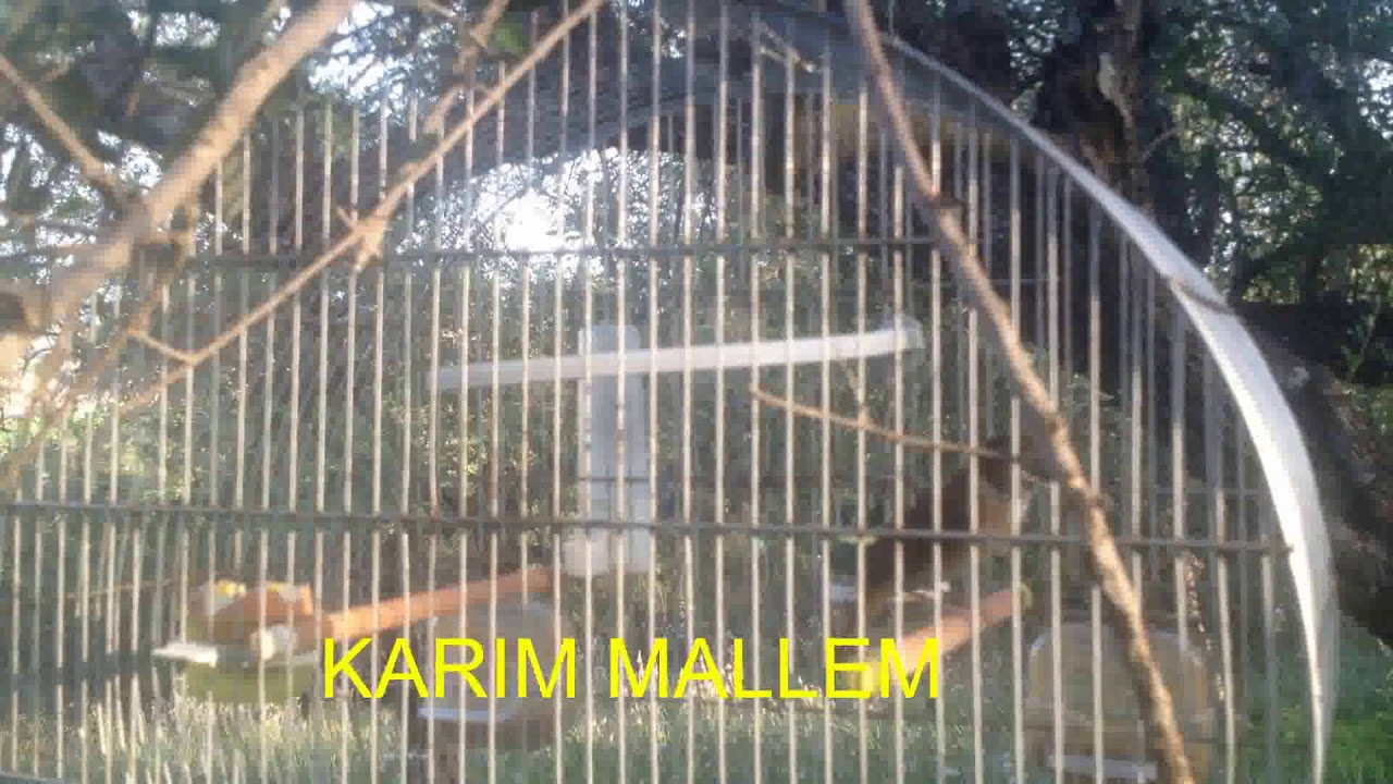 #Common_Nightingale (Luscinia megarhynchos) #ROSSIGNOL_SKIKDI_2018