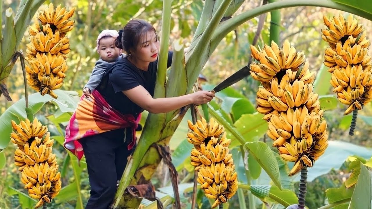 Harvesting bananas and ginger to sell at the market is a daily routine ...