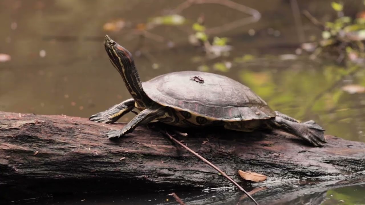 Surrounded by nature - Laguna Lodge Tortuguero