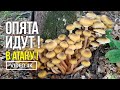 ОПЯТА ИДУТ !  В АТАКУ !   16 октября 2021 года. Сбор медовых опят (Armillaria mellea)