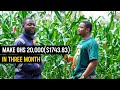 Maize farming explained  how he made over ghs 20000 174383 from his 15 acre maize farm maize